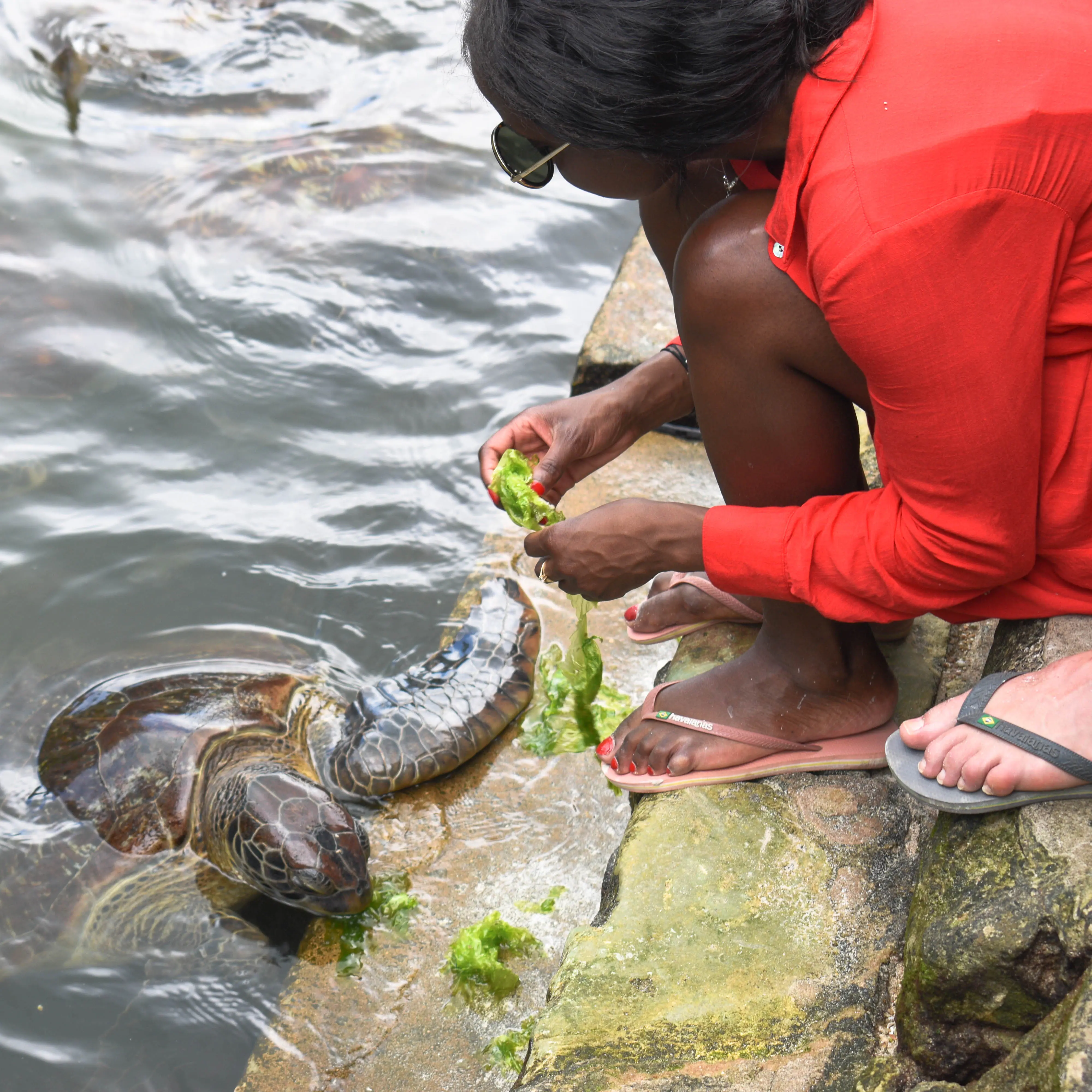 Woman feeding turtles